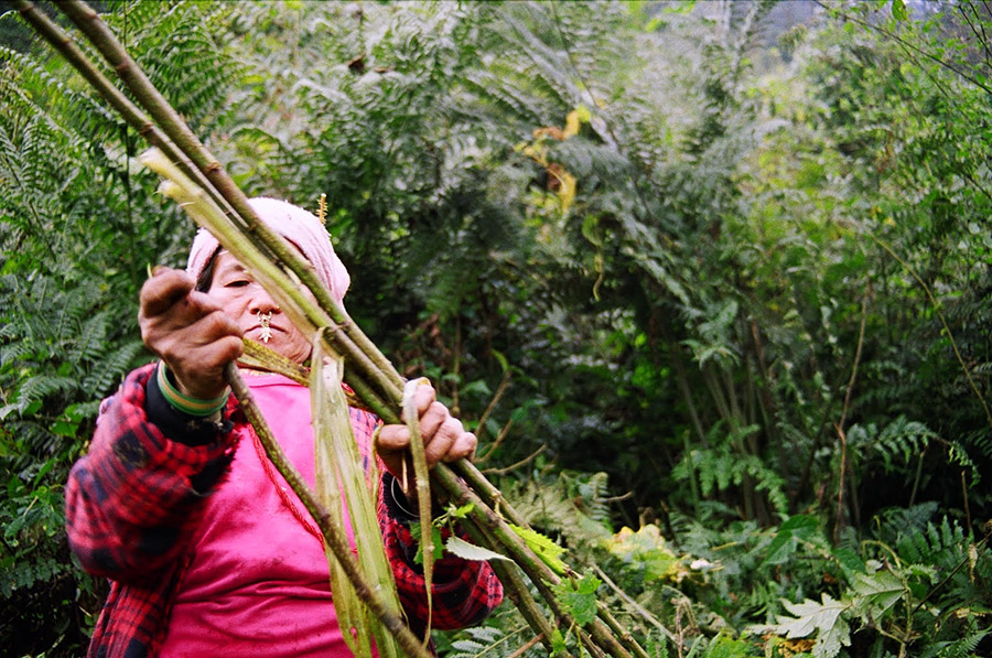 Woman stripping bark from a nettle plant